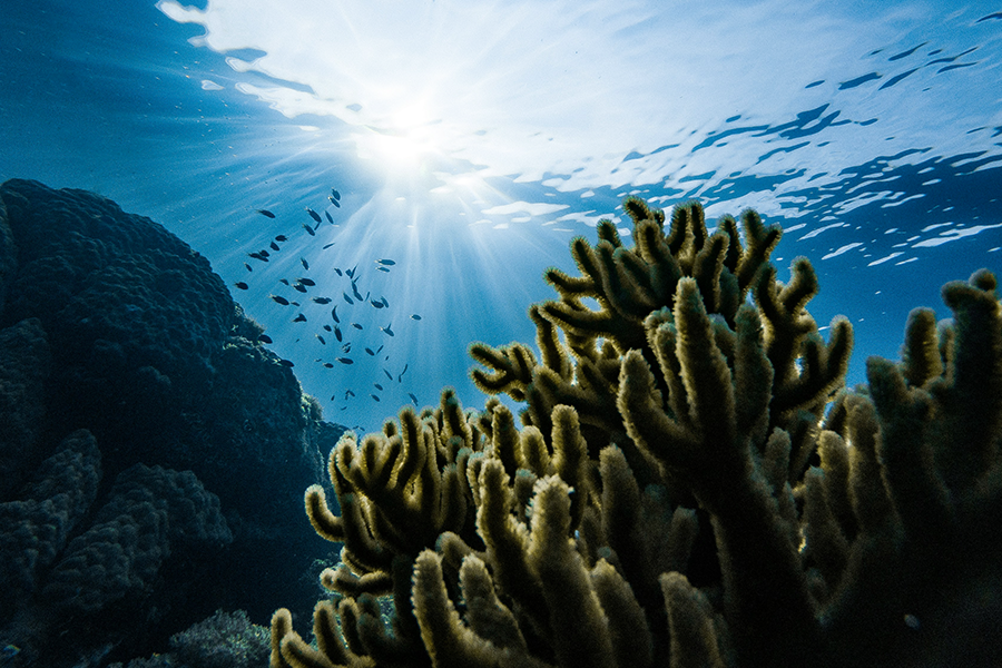 Underwater view of coral reefs and school of fish