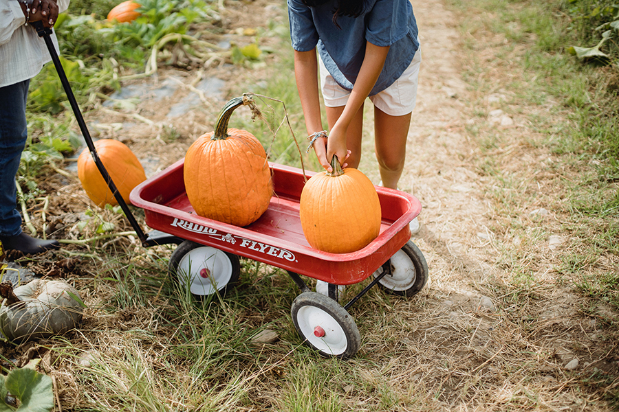 Bambini che raccolgono zucche per Halloween