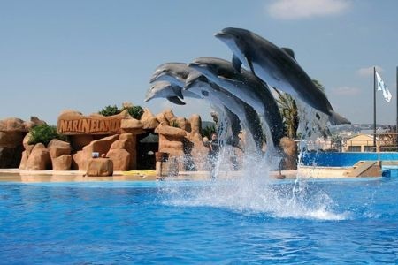 Dolphins Marineland in Palafolls