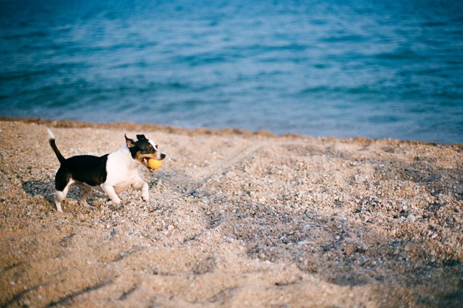 Camping Caballo de Mar Camping with Beach pets