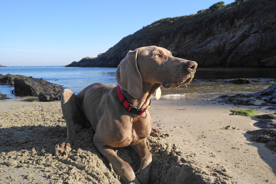 Dog playing with the sand on the beach