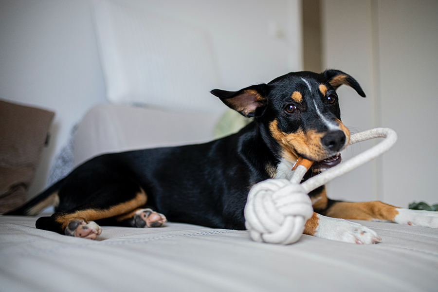 Dog playing with their toy on a mobile home bed