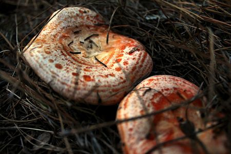 Camping Senia Rupit-looking for mushrooms in Barcelona