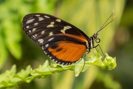 Mariposario  Empuriabrava