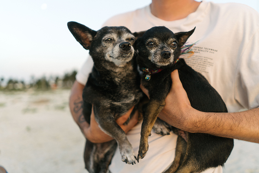 Two dogs held in their owner's arms