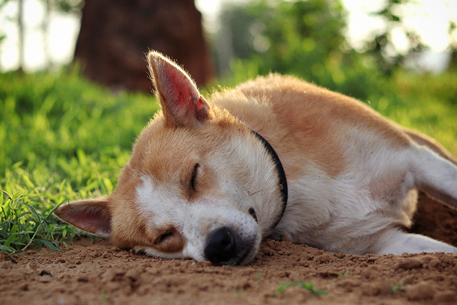 Dog sleeping on the ground in nature