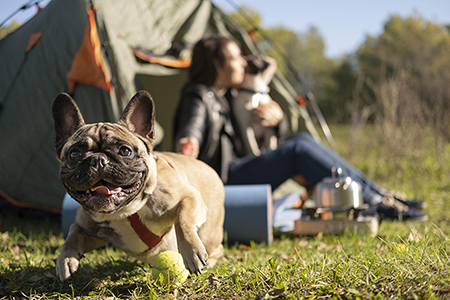 Pet-friendly Camping Karin