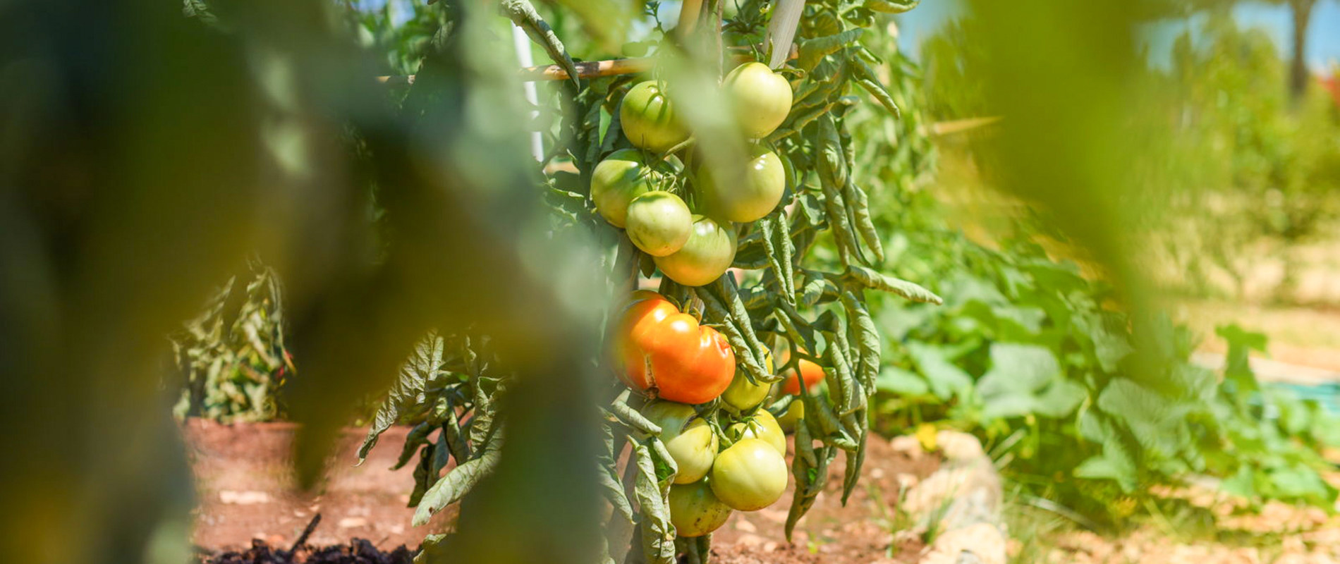 Vegetable Garden Camping Ugljan