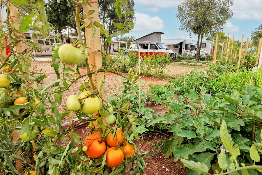 Tomatoes from the vegetable garden at Camping Ugljan