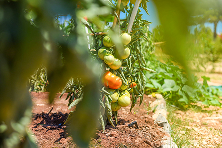 Vegetable Garden Camping Ugljan