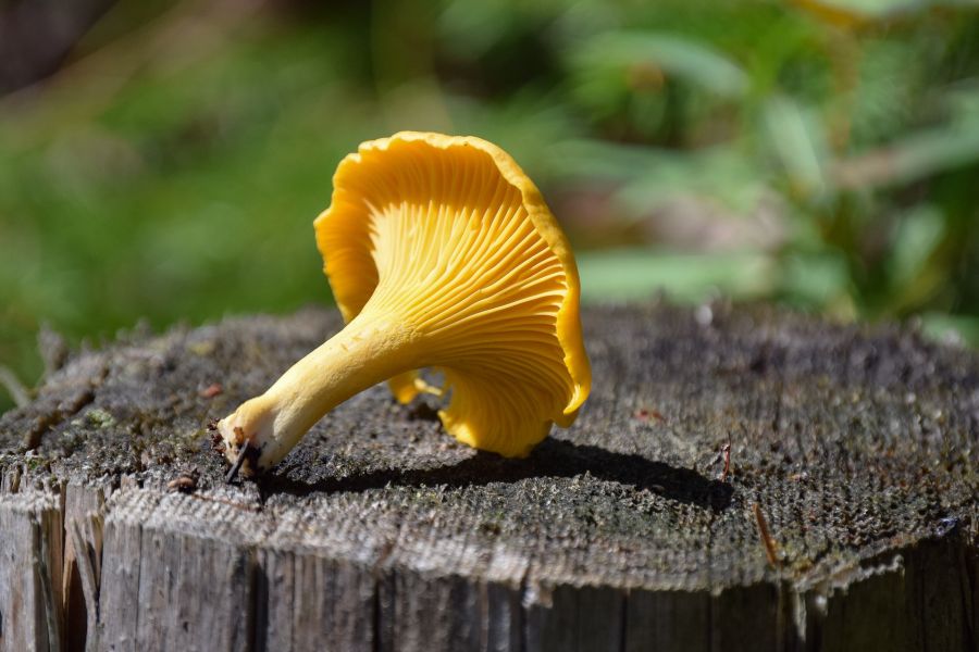 Mushroom hunt in Rupit Barcelona