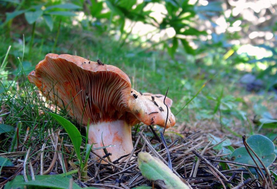 Mushroom hunt in Rupit Barcelona