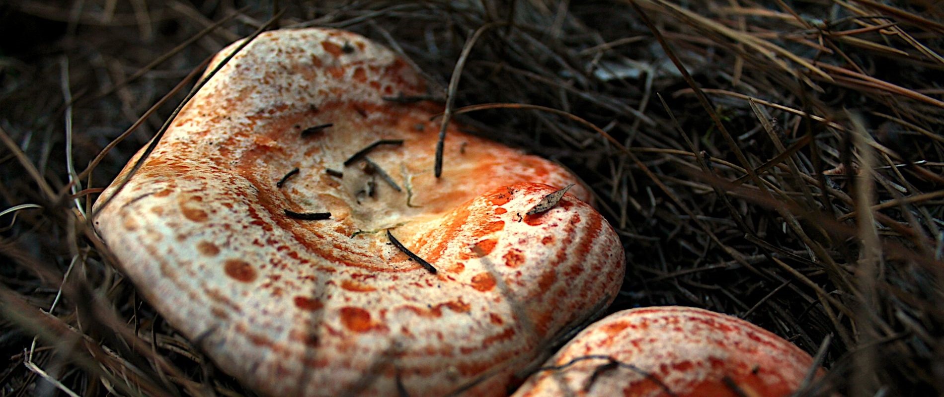 Camping Senia Rupit-looking for mushrooms in Barcelona