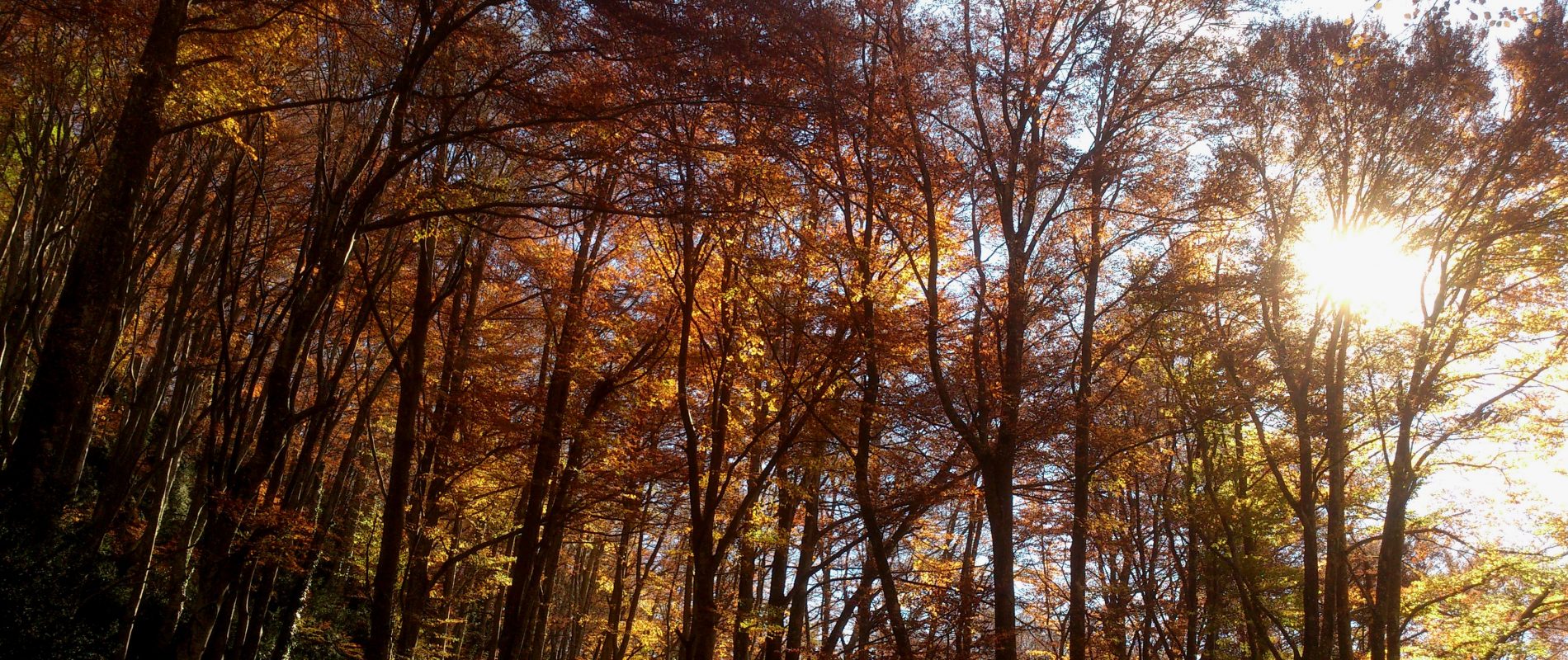 Pac Natural del Montnegre near Pineda de Mar.