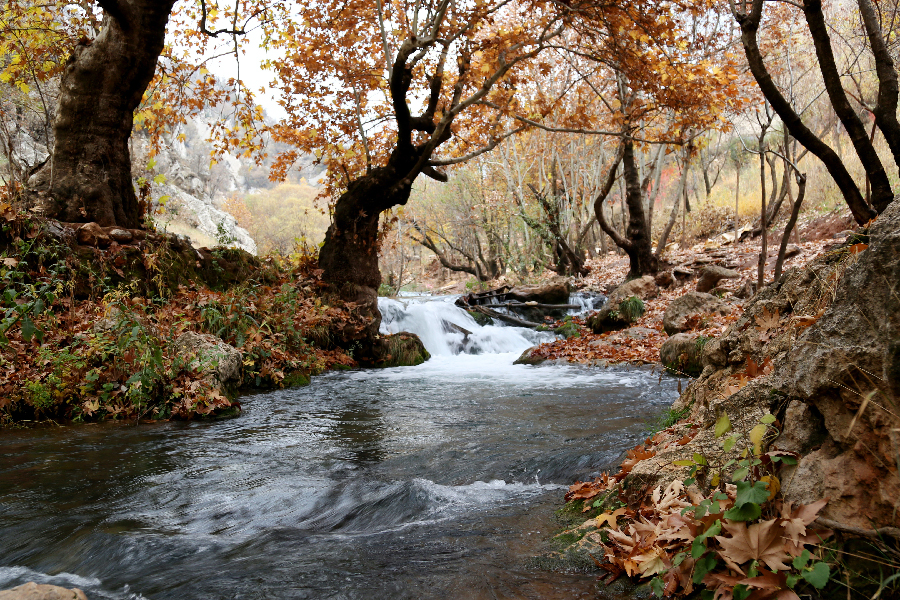 fall forest landscape