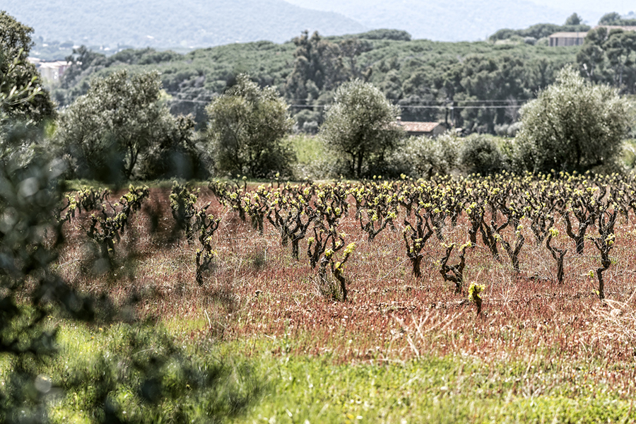 Enoturismo Costa Brava